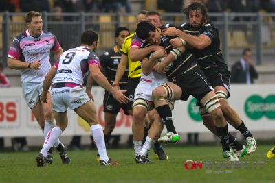 zebre rugby